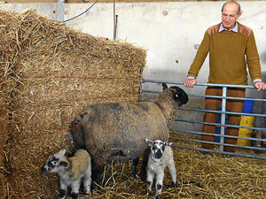 Supporting image for story: Shropshire farmers plough a different furrow