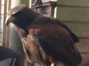 Supporting image for story: Two hawks set to roam around Walsall's skies to tackle problem pigeons