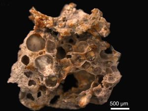 Supporting image for story: These 1.6 billion-year-old fossilised oxygen bubbles may hold clues as to how life evolved on Earth