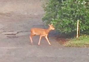 A young deer on the car park of the Shropshire Star's offices in Telford
