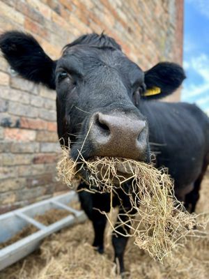 The farm is home to one of the smallest breeds of cow in Europe