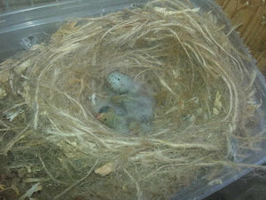 Supporting image for story: Warning to bird breeders after Walsall canary thefts