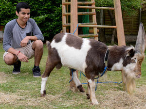 Supporting image for story: You've goat to be kidding: Billy found wandering Wolverhampton streets