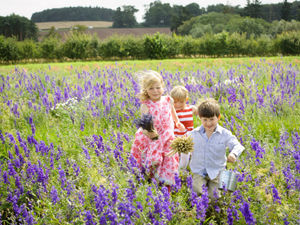 Supporting image for story: Shropshire flower events cancelled as dry weather takes its toll