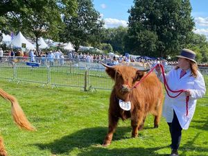 Supporting image for story: Highland Cattle set to steal the Burwarton Show