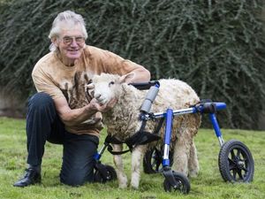 Supporting image for story: Disabled lamb learns to walk again thanks to special wheelchair