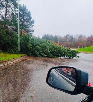 A tree down in Telford over the weekend.