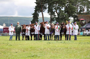 Cattle competitors at the Royal Welsh Show