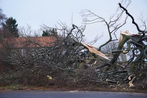 Storm Arwen brought trees and power lines down last week