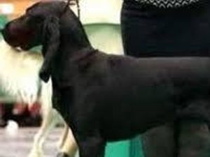 Supporting image for story: Happy ending as missing Crufts dog Ruth is found and reunited with her owner 