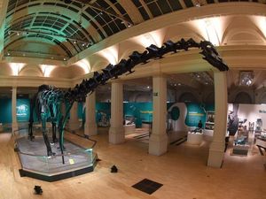 Supporting image for story: Dippy is a hit in Birmingham as nationwide tour continues