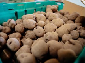 Supporting image for story: Seed swap and potato day set to return to Ludlow after two-year absence