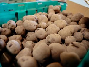 Supporting image for story: Seed swap and potato day set to return to Ludlow after two-year absence