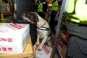 A sniffer dog searches through a storage area at one of the premises