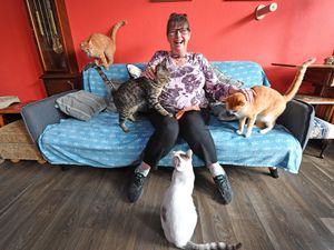 Supporting image for story: Unique Wolverhampton cat cafe welcomes customers to meet furry friends after a series of challenges - here's what to expect