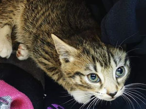Supporting image for story: Eight-week-old kitten dies after being 'thrown out of car window'
