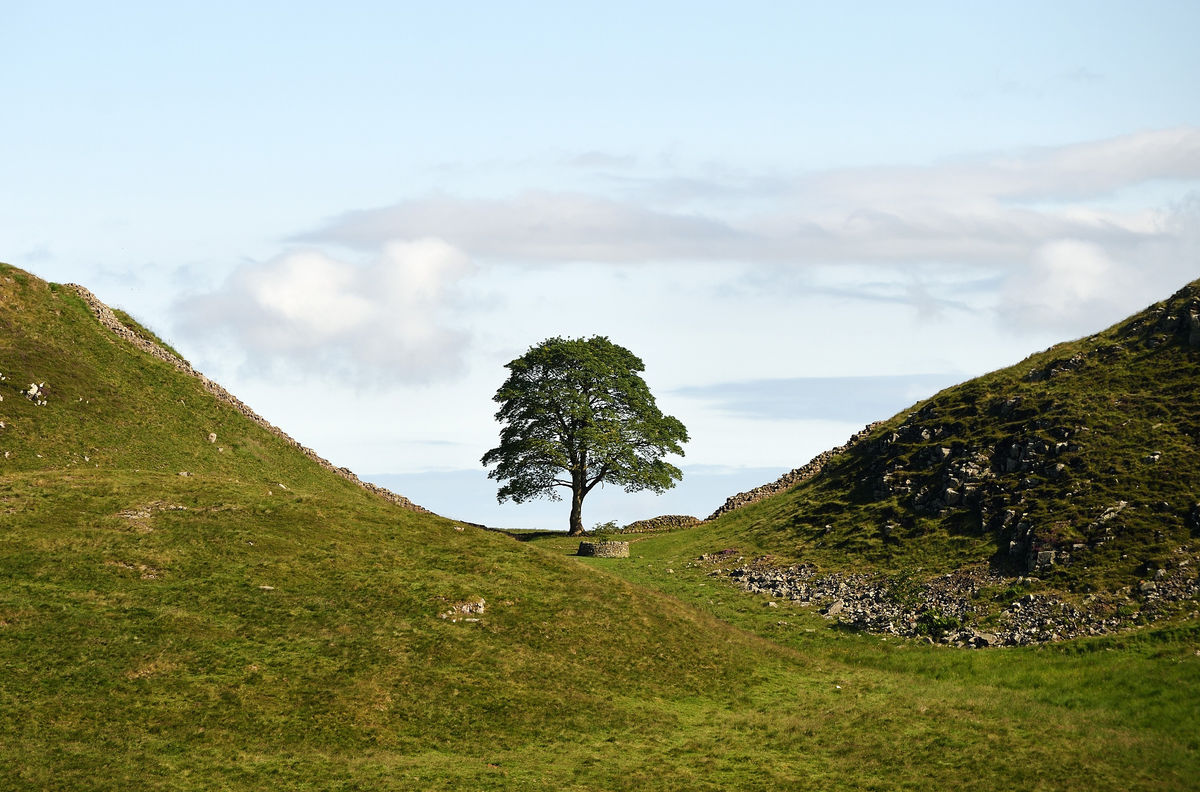 Saving the Sycamore Gap - and how Staffordshire is playing its part as tree lives again