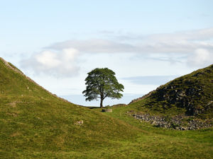Supporting image for story: Saving the Sycamore Gap - and how Staffordshire is playing its part as tree lives again