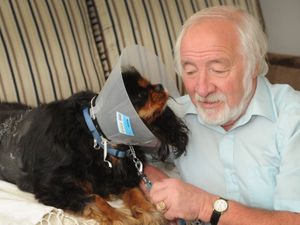 Supporting image for story: Dog left needing 26 stitches after vicious Wolverhampton attack