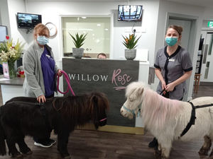 Supporting image for story: Care home residents visited by Shetland ponies 