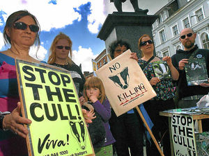 Supporting image for story: Shropshire protesters ask for change of heart over badger cull