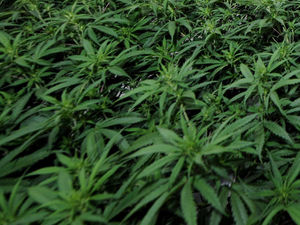 Supporting image for story: £200,000 cannabis factory discovered in Telford