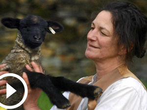 Supporting image for story: It's lamb time at Acton Scott Farm