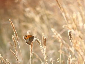 Supporting image for story: Record low butterfly numbers so far in annual count as wet weather hits breeding