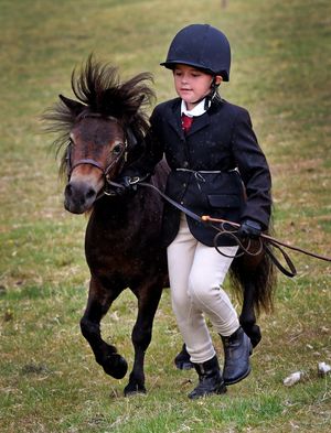 A mini horse and their mini horse rider