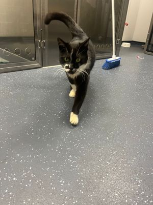 'Pierre', at Southwater Vets
