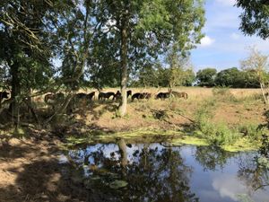 Supporting image for story: Government urged to commit to rewilding 30% of Britain’s land and seas by 2030