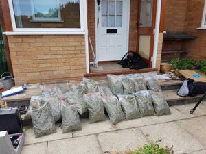 The cannabis haul. Photo: Dyfed-Powys Police.