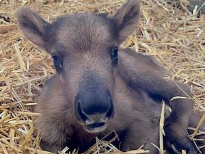 Supporting image for story: Dudley Zoo welcomes 'gorgeous' new arrival with birth of baby reindeer