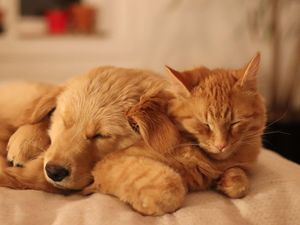Supporting image for story: If you want your new puppy to get along with your cat, introduce them gradually