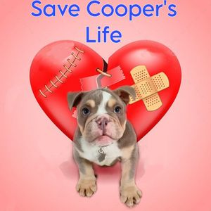A fundraising campaign is being launched to save Cooper the dog