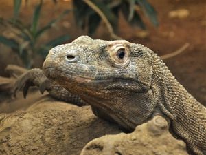Supporting image for story: Komodo dragons have iron-coated teeth to help rip and tear prey, say scientists