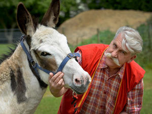 Supporting image for story: Appeal after stray donkey found wandering down busy Staffordshire road