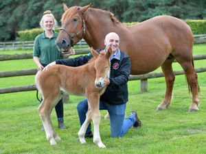 Supporting image for story: WATCH: New hope for rare breeds as a healthy filly foal is born using pioneering technology