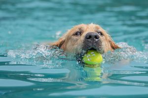 Dive into DogFest 2025!