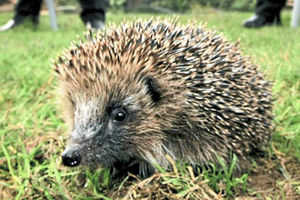 Shropshire has seen a 95 per cent decline in hedgehogs but badgers eating them is said not to be a major cause of their decline
