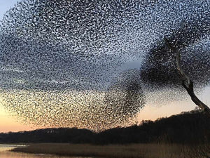 Supporting image for story: Starlings' stunning show in Shropshire skies