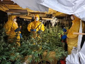Around 800 plants were found in the raid by neighbourhood officers. Photo: Stafford Borough Police