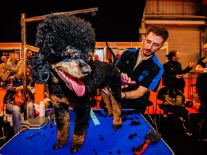 Supporting image for story: Thousands descend on pet trade show in Telford 