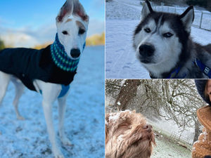 Supporting image for story: Your pictures: 22 pictures capture dogs across the West Midlands enjoy the snow while it causes chaos for their humans!