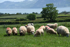 Supporting image for story: Livestock data in fascinating new fact book