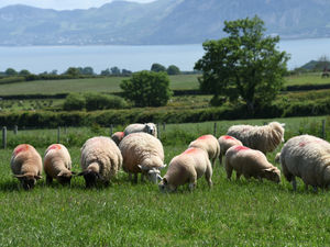 Supporting image for story: Livestock data in fascinating new fact book