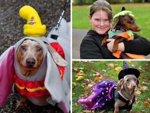 Supporting image for story: 13 pictures that show why Shrewsbury’s sausage dog walk is the cutest Halloween tradition around