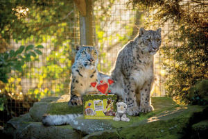 Animal Experience