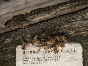 Supporting image for story: Special glucose paper could help protect and energise bee population