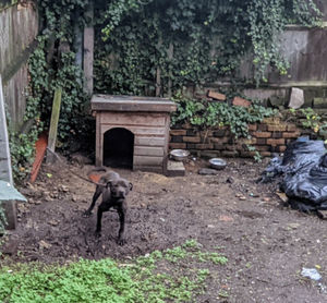 The puppies have since found loving homes and at least one of the adults is in line for rehoming.